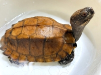 クリックで拡大画像表示