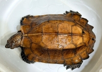 クリックで拡大画像表示