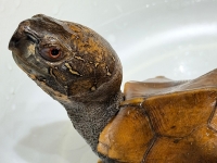 クリックで拡大画像表示