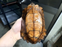 クリックで拡大画像表示