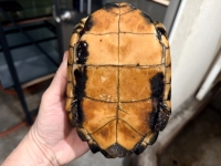 クリックで拡大画像表示