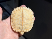 クリックで拡大画像表示