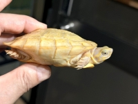 クリックで拡大画像表示