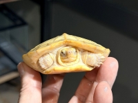 クリックで拡大画像表示