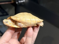 クリックで拡大画像表示