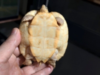 クリックで拡大画像表示