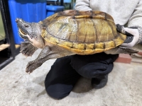 クリックで拡大画像表示