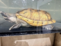 クリックで拡大画像表示