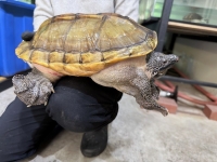 クリックで拡大画像表示