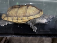 クリックで拡大画像表示