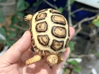 クリックで拡大画像表示