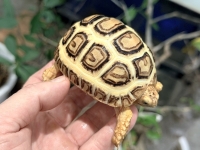 クリックで拡大画像表示