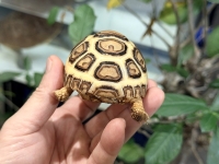 クリックで拡大画像表示