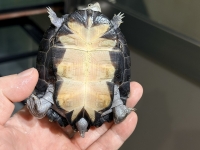 クリックで拡大画像表示