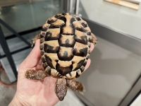 クリックで拡大画像表示