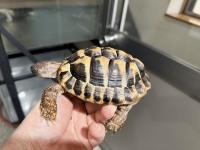 クリックで拡大画像表示