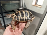 クリックで拡大画像表示