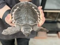 クリックで拡大画像表示