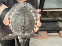 クリックで拡大画像表示