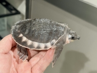 クリックで拡大画像表示