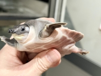 クリックで拡大画像表示