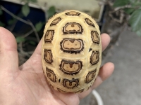 クリックで拡大画像表示