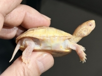 クリックで拡大画像表示