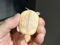 クリックで拡大画像表示