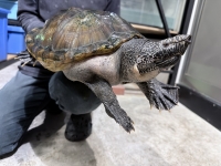 クリックで拡大画像表示