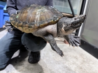 クリックで拡大画像表示