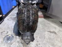 クリックで拡大画像表示