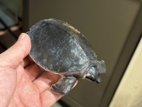 クリックで拡大画像表示