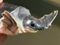 クリックで拡大画像表示