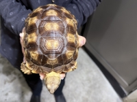 クリックで拡大画像表示