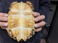 クリックで拡大画像表示