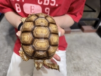 クリックで拡大画像表示