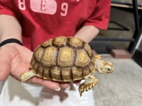 クリックで拡大画像表示