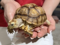 クリックで拡大画像表示