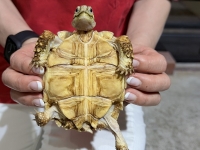 クリックで拡大画像表示