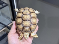 クリックで拡大画像表示