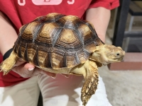 クリックで拡大画像表示