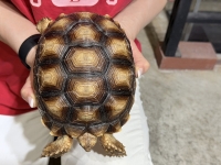 クリックで拡大画像表示