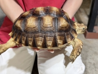 クリックで拡大画像表示