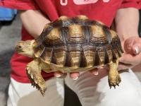 クリックで拡大画像表示