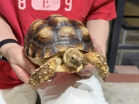 クリックで拡大画像表示