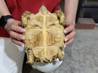 クリックで拡大画像表示