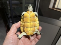クリックで拡大画像表示
