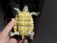 クリックで拡大画像表示