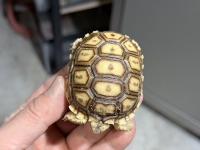 クリックで拡大画像表示