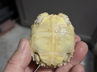 クリックで拡大画像表示